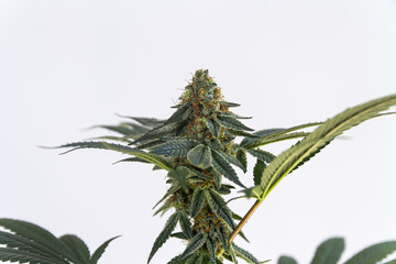 Zoom of cannabis flower bud isolated on white background, medical marihuana
