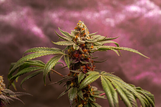 Cannabis ripe flower on indoor grow tent near harvest grown with lamp