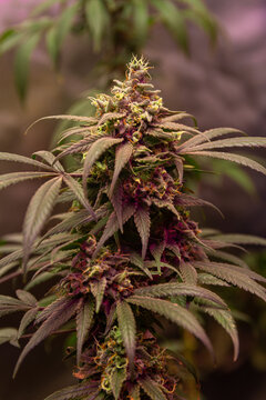 Top flower of cannabis sativa plant indoor for medical use marijuana