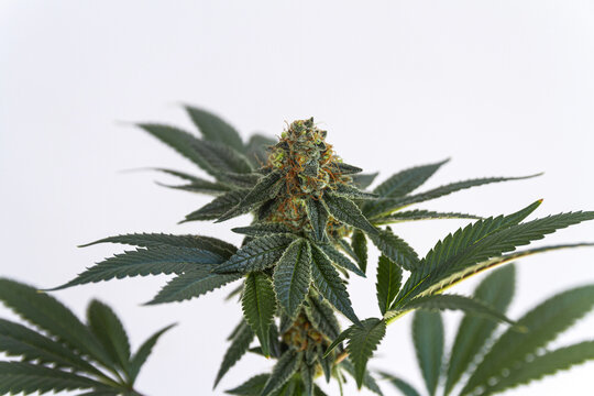 Detail of cannabis flower isolated over white background, medical marijuana indica