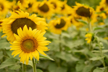 blooming yellow sunflowers in agricultural field close up