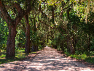 Fototapeta premium Live oak trees and spanish moss