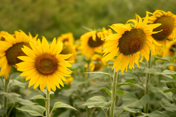 Obraz premium blooming yellow heads of sunflowers in agricultural field close up