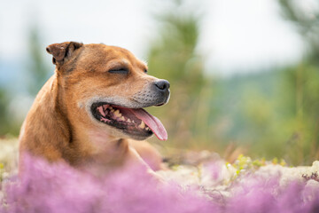 Staffordshire bull terrier outdoors in nature laying in pink heather creating a nice bokeh effect. Dogs and pet concept.