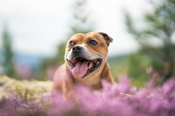 Staffordshire bull terrier outdoors in nature laying in pink heather creating a nice bokeh effect....