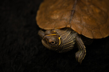 Naklejka premium Turtle walking in a black ground with his head up