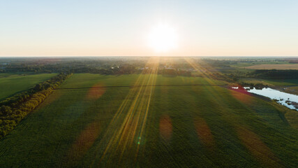 Aerial view over a green corn field in sunset or sunrise. Drone flies over agricultural corn field. Drone shot beautiful summer landscape of a cornfield, sun and sky