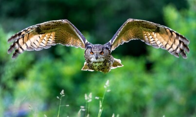 Beautiful, huge European eagle owl (Bubo bubo) flying low over field with green blurred background