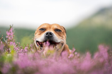 Staffordshire bull terrier outdoors in nature laying in pink heather creating a nice bokeh effect. Dogs and pet concept. - obrazy, fototapety, plakaty