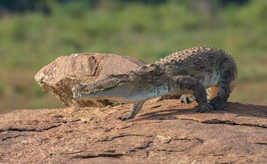 Fotobehang Crocodile walking on a rock  croc sliding into the water  Crocodile with its mouth open basking in the sun  crocodiles resting  mugger crocodile from Sri Lanka   © DINAL