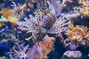 Naklejka na ściany i meble Colorful Lionfish in coral garden, (Pterois volitans).
