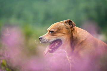 Staffordshire bull terrier outdoors in nature laying in pink heather creating a nice bokeh effect. Dogs and pet concept.