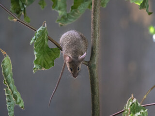 Hausmaus (Mus musculus)