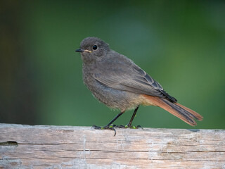 Fototapeta premium Hausrotschwanz (Phoenicurus ochruros) 