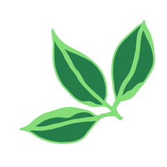 Green leaves floral botanical flower. Hand drawn ink art. Isolated leaf illustration element isolated on white.