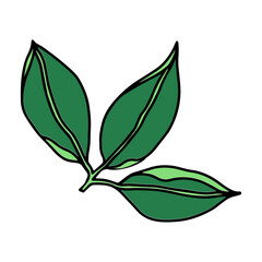 Obraz premium Leaves floral botanical black ink and coloring. Hand drawn ink art. Isolated leaf illustration element isolated on white.