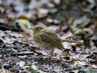 Zaunkönig (Troglodytes troglodytes)