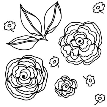 Rose flower head and leaves set. Floral botanical flower. Hand drawn ink art. Isolated rose illustration element isolated on white.