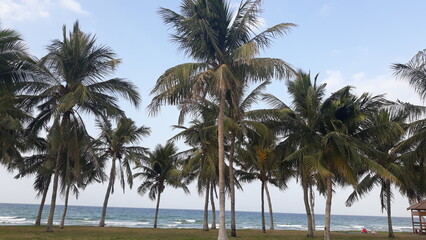 Fototapeta na wymiar Coconut trees on the Muscat beach