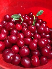 red cherries background