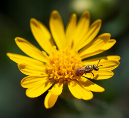 Insects on yellow flower
