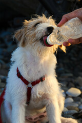 jack russell terrier fluffy puppy drinking from a bottle