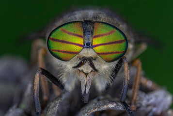 Tabanus, horsefly flying monster with big beautiful eyes, biting fly, Tabanidae Extreme marco short.