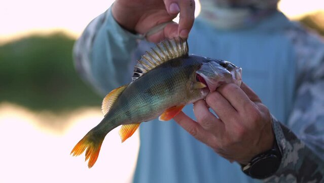 Angler fisherman holds perch fish