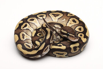 Ball pyhton coiled on white background