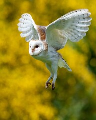 Vertical closeup shot of barn owl (Tyto alba)  flying low over field with yellow blurred background © Wirestock Creators