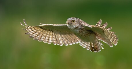 Beautiful shot of charming burrowing owl flying low over field with green blurred background