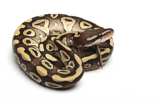 Ball pyhton coiled on white background