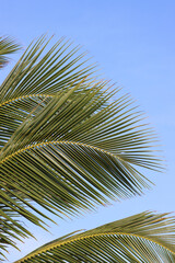 Fototapeta premium Palme