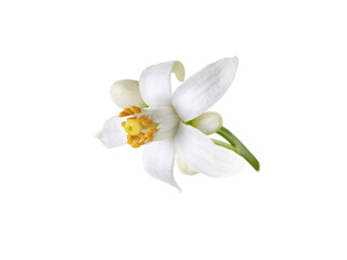 Orange tree white flower and buds isolated transparent png. Citrus bloom. Blooming neroli.