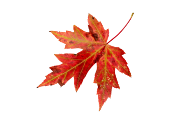 Silver maple or Acer saccharinum bright red autumn colored leaf isolated transparent png.