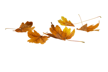Brown dry maple fallen leaves heap isolated transparent png. Autumn season.