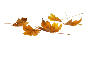 Foto op Plexiglas Brown dry maple fallen leaves heap isolated transparent png. Autumn season. © photohampster