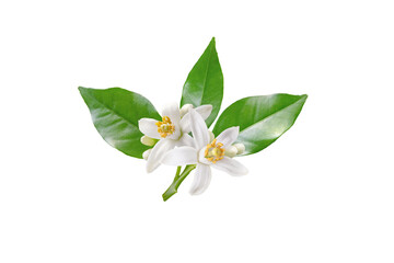 Neroli blossom branch with white flowers, buds and leaves isolated transparent png. Orange tree...