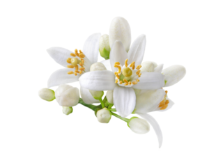 Neroli blossom. Citrus bloom. Orange tree white flowers and buds bunch isolated transparent png.
