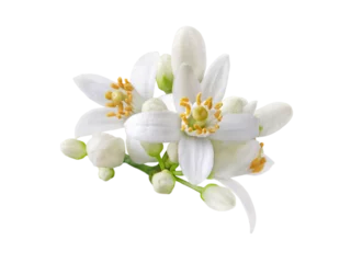 Gordijnen Neroli blossom. Citrus bloom. Orange tree white flowers and buds bunch isolated transparent png. © photohampster