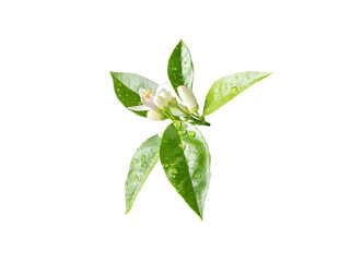 Obraz premium Orange tree branch with white flowers, buds and leaves and rain drops isolated transparent png. Neroli blossom. 
