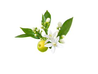 Branch of orange tree with white fragrant flowers, buds, leaves and fruit isolated transparent png....