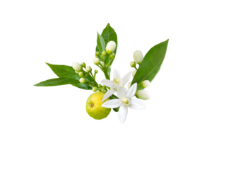 Branch of orange tree with white fragrant flowers, buds, leaves and fruit isolated transparent png. Neroli blossom.