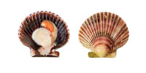 Variegated scallop mollusk in the shell isolated transparent png. Chlamys varia