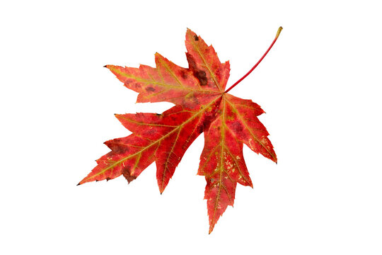 Silver maple or Acer saccharinum bright red autumn colored leaf isolated transparent png.