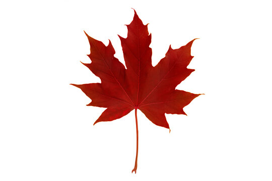 Red autumn colored canadian maple leaf isolated transparent png. Canada symbol.