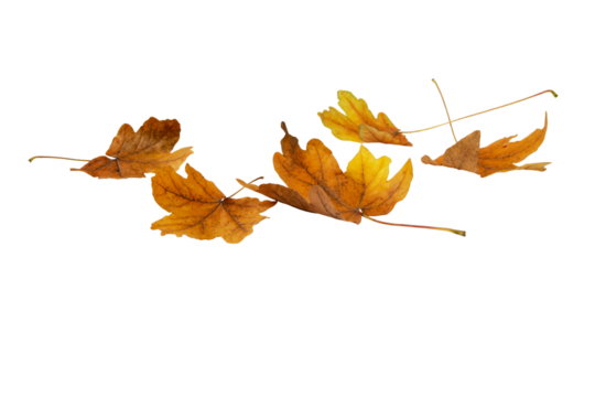 Brown dry maple fallen leaves heap isolated transparent png. Autumn season.