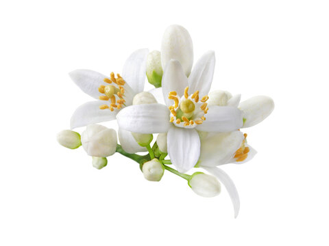 Neroli blossom. Citrus bloom. Orange tree white flowers and buds bunch isolated transparent png.