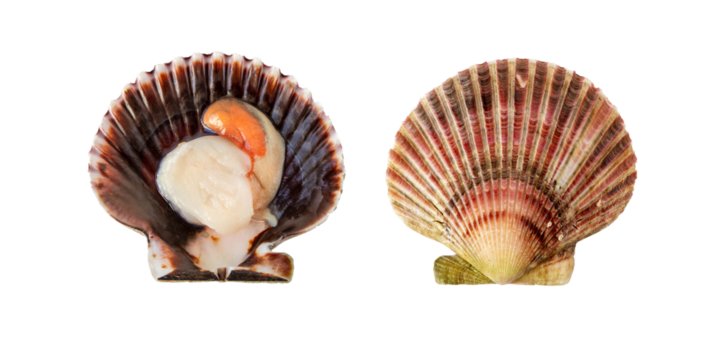 Variegated scallop mollusk in the shell isolated transparent png. Chlamys varia - Powered by Adobe