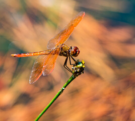 Dragonfly